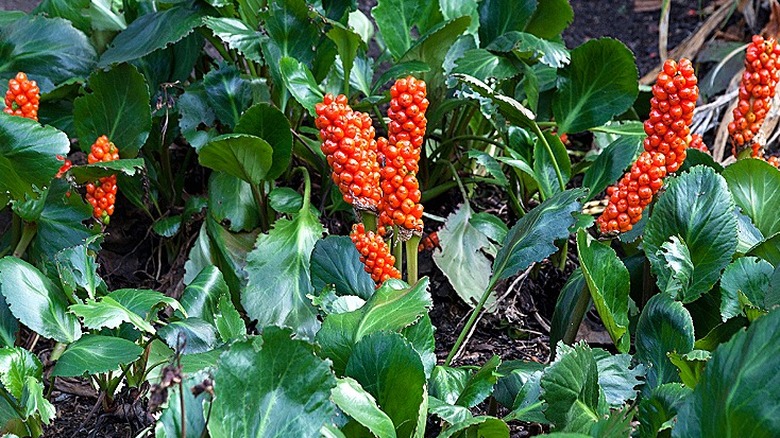 Several clusters of the autumn berries of Arum maculatum