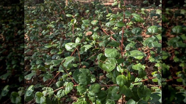 Catalina current growing as a ground cover.