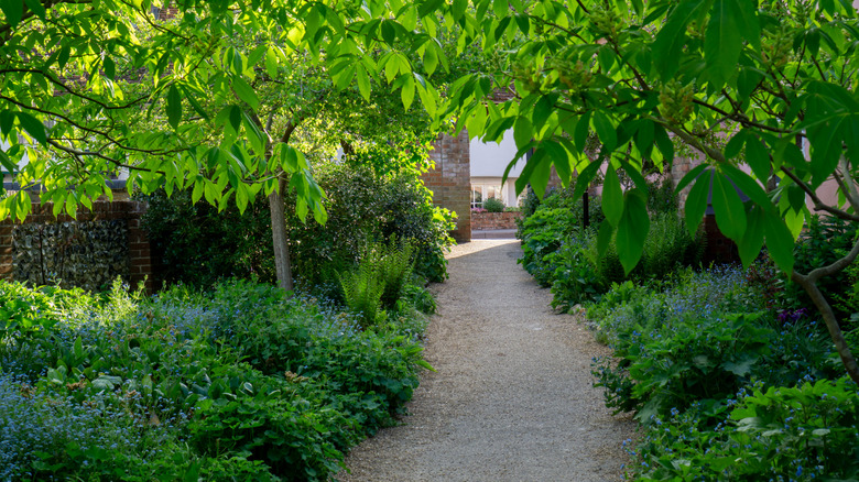 A garden pathway shaded by trees and lined with green plants and blue flowers.