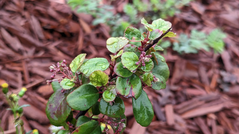 A leafy stem of a Catalina current shrub with red flower buds, against red mulch.