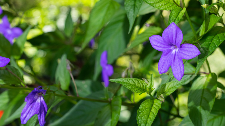 The blue-violet flowers of a Browallia speciosa growing in a shade garden.