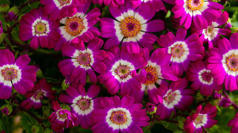 Closeup on pink cineraria flowers