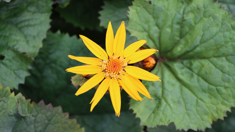 closeup on ligularia flower