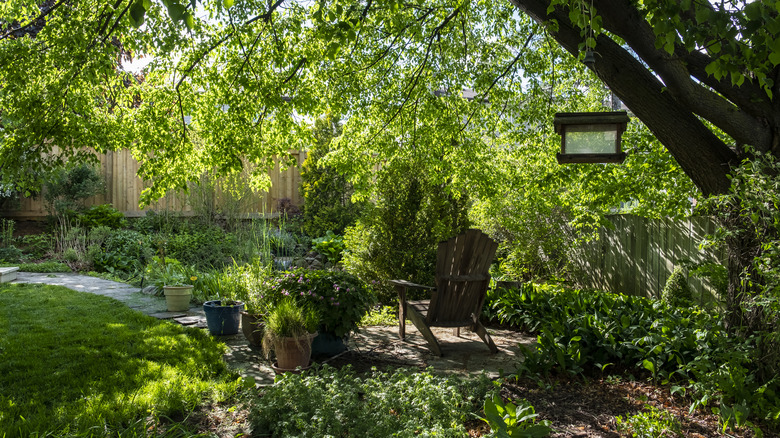 shade garden with various plants