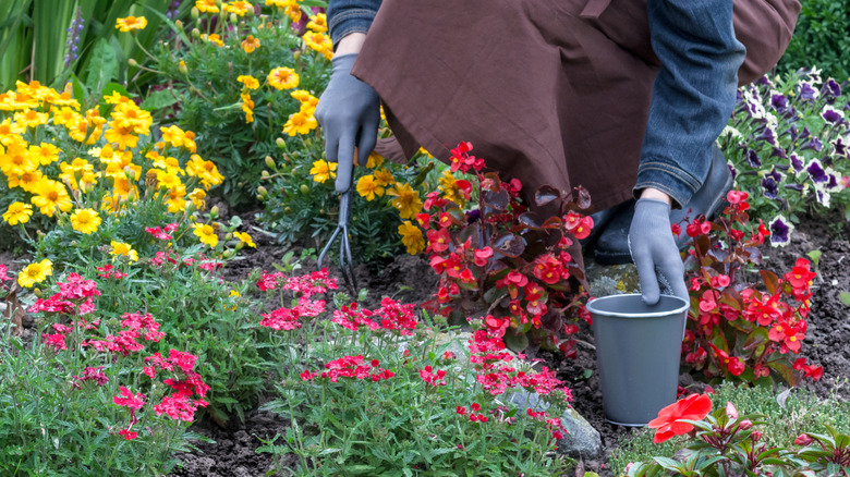 Gardener planting flowers in a shaded garden bed