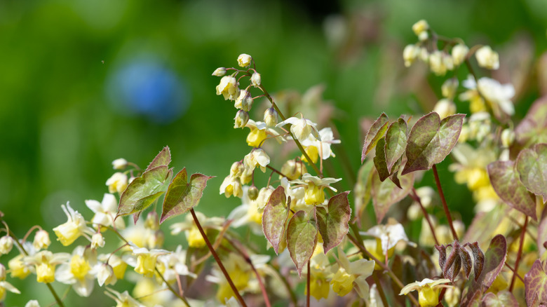 Epimedium flowers in bloom sun