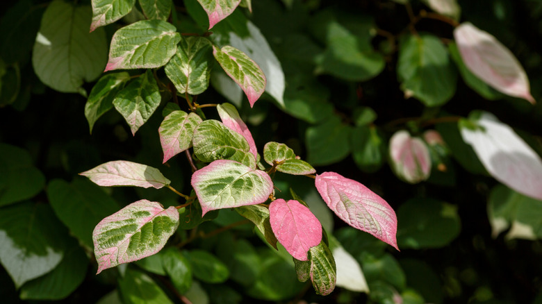 foliage of a Arctic kiwi vine