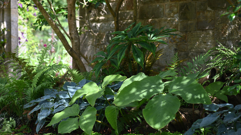 Hosta and ferns growing in a shady garden border