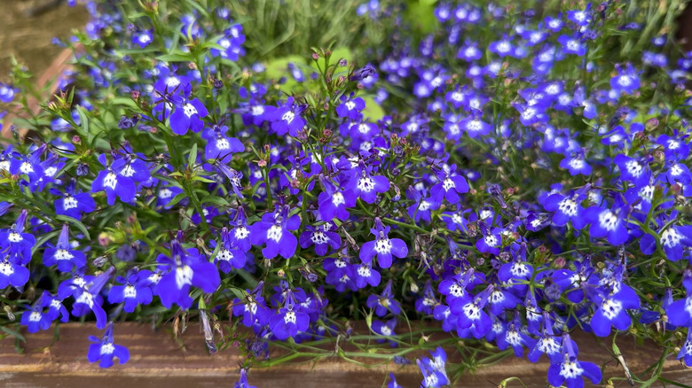 Trailing lobelia growing over the edge of a wooden garden box.