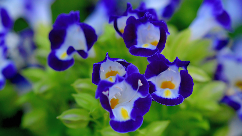 Close up of dark blue and white wishbone flowers with light green foliage.