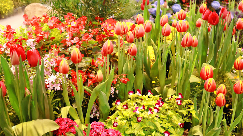 Colorful shade garden with wishbone and a variety of other brightly color flowers.