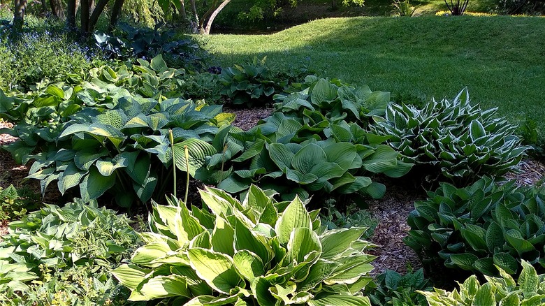 Flower bed in the shade featuring hostas