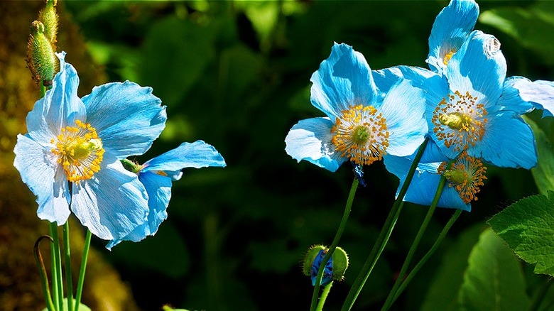 The bright blue petals of Himalayan blue poppies surround bright yellow centers