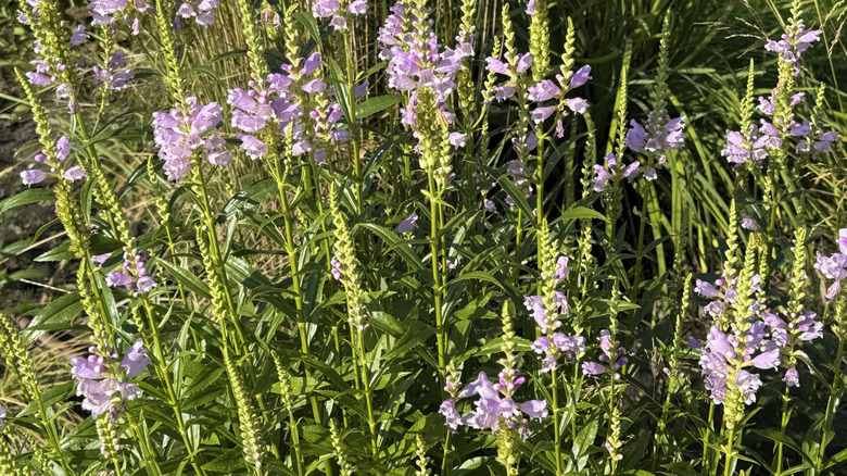 Pretty lilac flowers of obedient plant in bloom