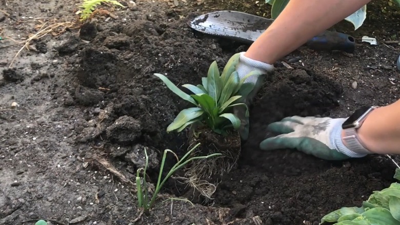 Gloved hands planting an obedient plant in garden