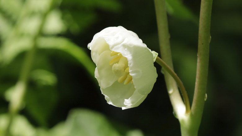 Close-up of mayapple bloom