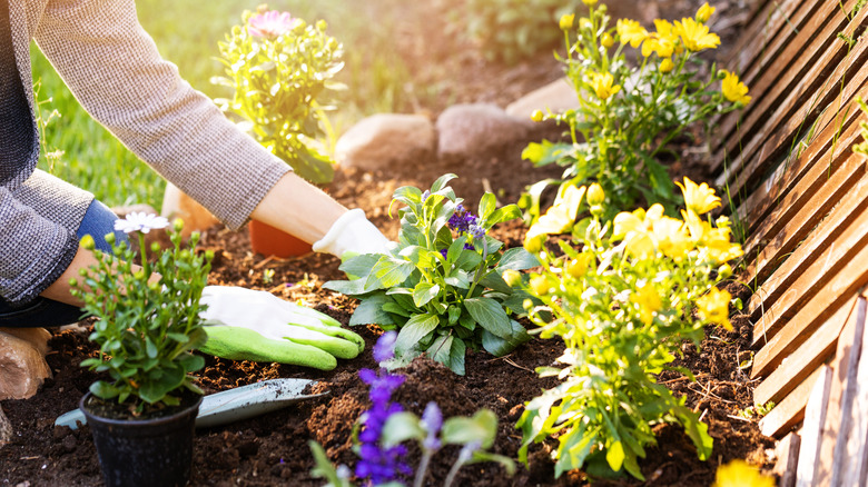 Gloved hands planting a variety of flowers along a fence line in afternoon light