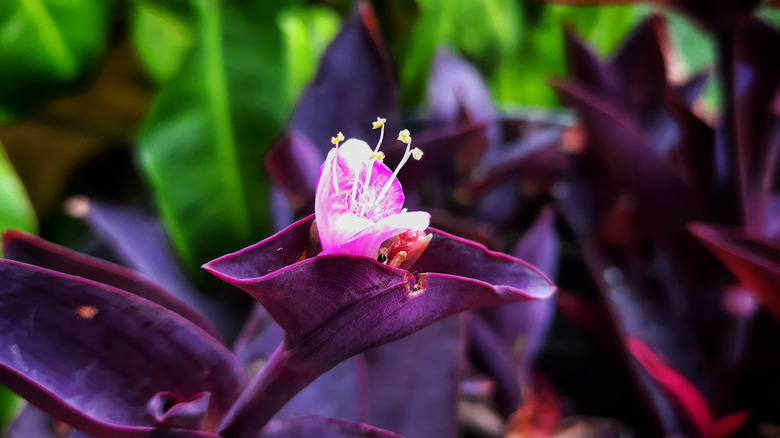 Close up of purple heart flower starting to bloom in dark purple foliage in front of green plants