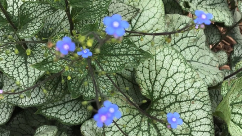 'Queen of Hearts' plants are shown with their silver leaves and blue flowers