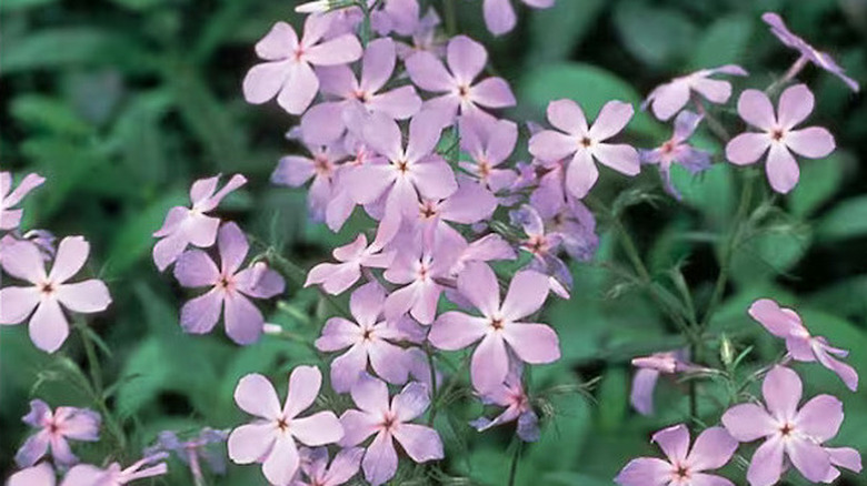 Closeup of 'Woodlander Lilac' phlox's purple five-petaled flowers