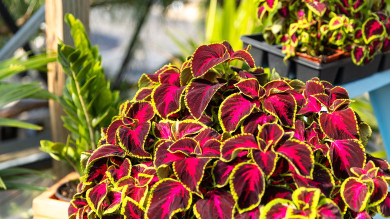 bright coleus plant in pot