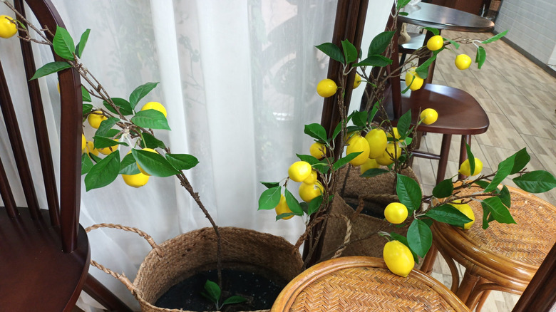 A small Meyer lemon tree full of lemons growing in a woven pot indoors next to chairs and stools