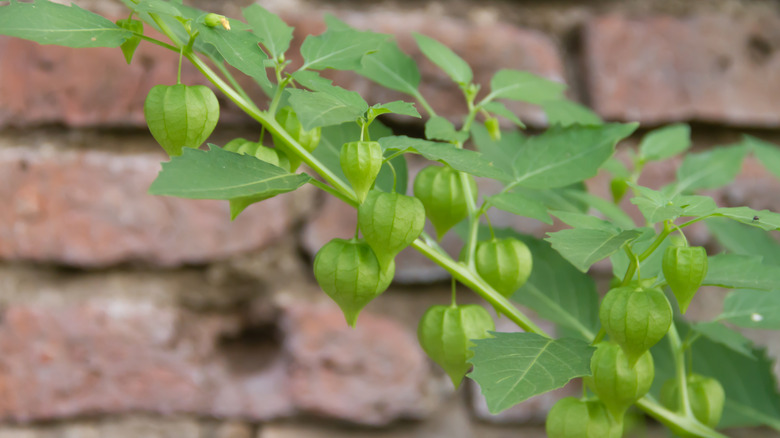 Balloon vine pods are shown against the backdrop of a brick wall.
