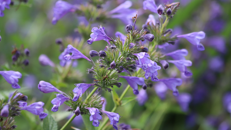 Moldavian dragonhead with purple blooms