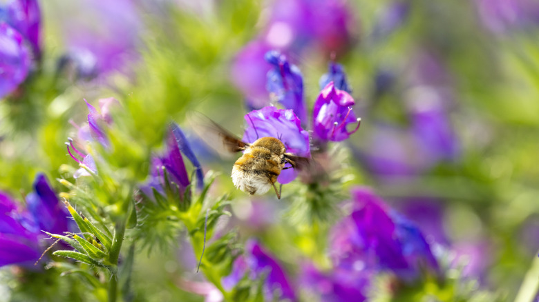 Bee amid purple flowers