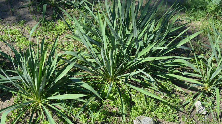 A patch of Adam's needle plants growing in clay-rich soil in a home garden.