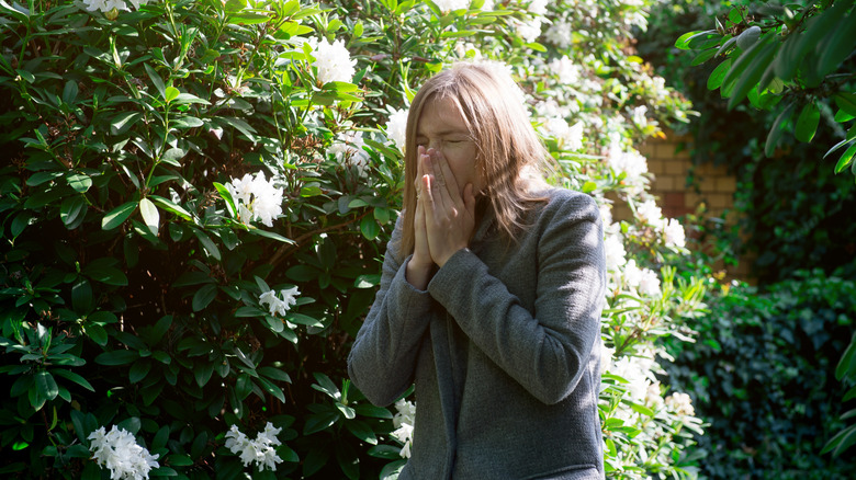 A woman is taking care of hydrangea bushes in her garden.