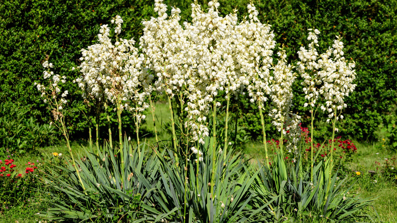 A patch of Adam's needle plants blooming with white flowers in a sunny garden.