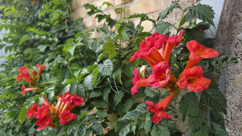 Trumpet vine grows along a brick wall with bright, tubular flowers