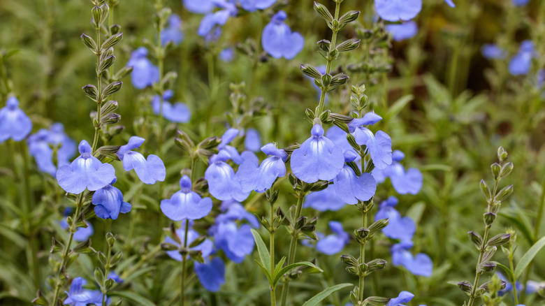 A mass planting of blue sage