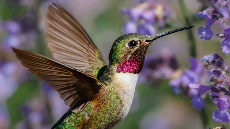 A hummingbird hovering near purple flowers