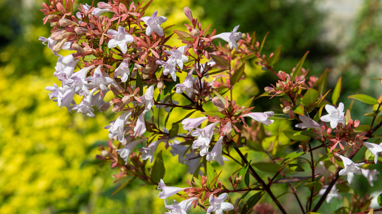 The white flowers of a Chinese abelia blooming in a garden.