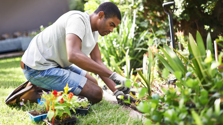 A man wearing gloves works in a garden bed with pots of newly purchased flowering plants next to him.