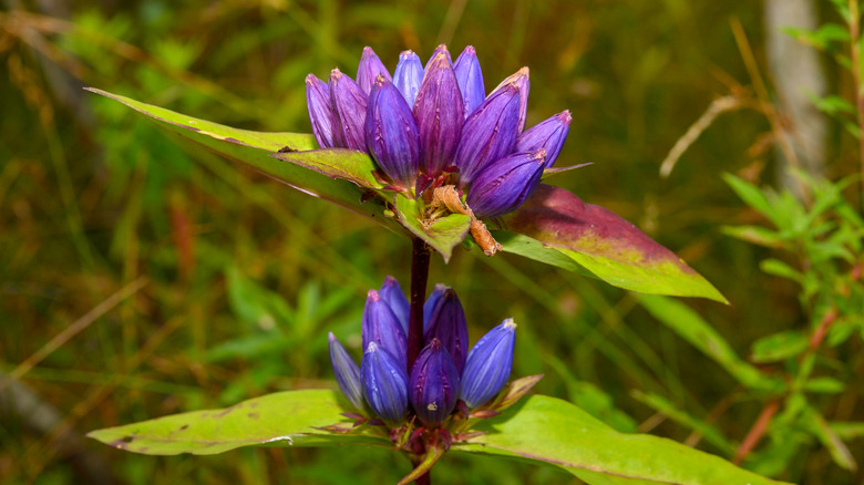 A bottle gentian with purple-blue tubular flowers and purple-tinged leaves grows in a garden.