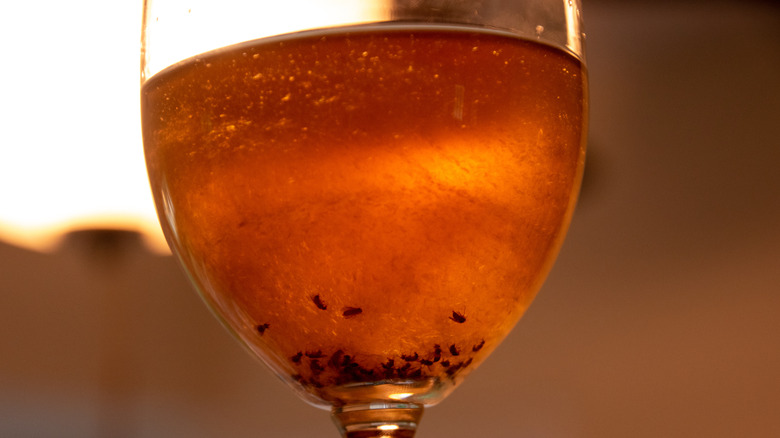 A glass with apple cider vinegar in it and some dead gnats in the base