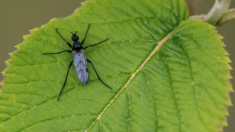 A black gnat on a leaf