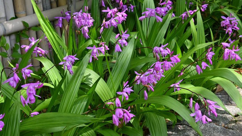 A clump of flowering Chinese ground orchids in a shady garden bed