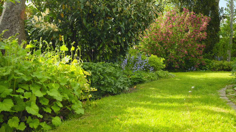 A lovely shaded garden bed with a variety of plants and flowers