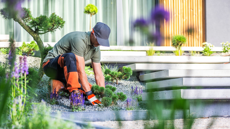Gardener working on plants in a garden with stones and landscaping rocks