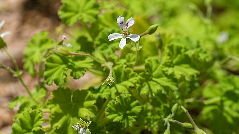 Close-up of apple scented geranium in bloom
