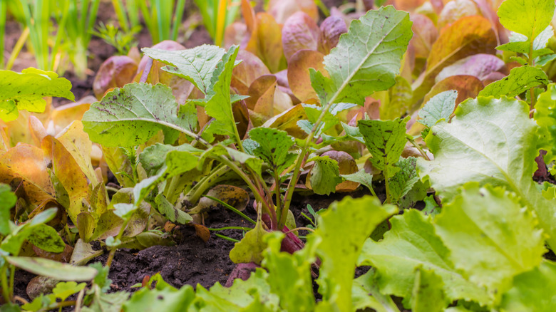 Radish leaves between rows of lettuce in a summer garden