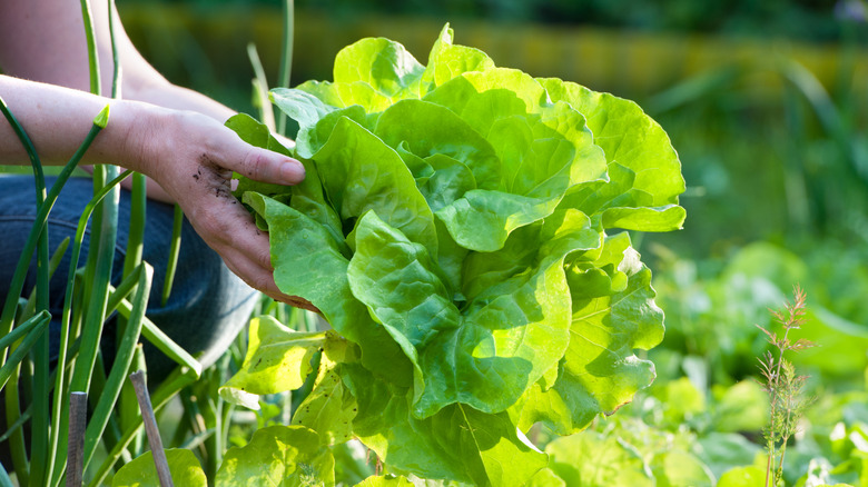 A person picking fresh lettuce from their garden