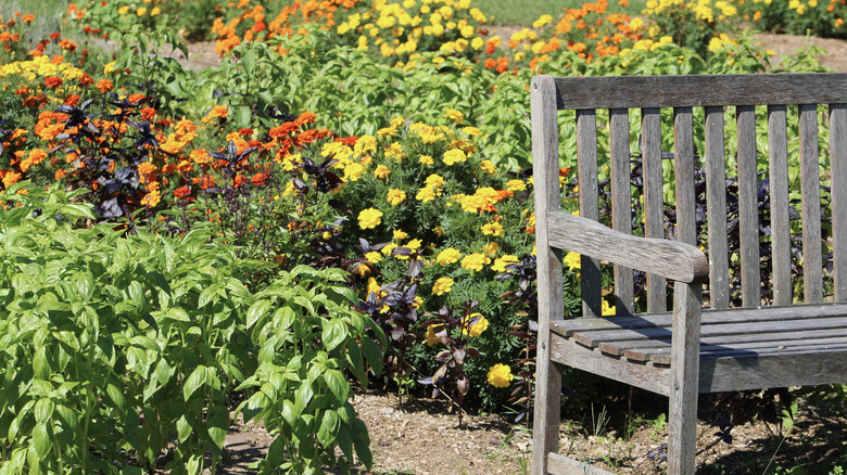 A colorful planting has rows of basil next to rows of orange and yellow marigolds.