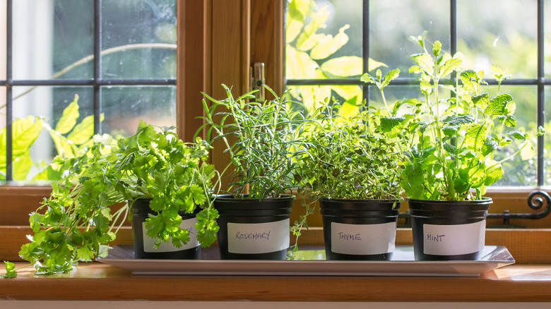 Four small pots of kitchen herbs growing in a sunny windowsill