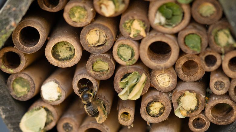 A wild bee crawls into a bee hotel, in which most of the tubes are plugged with nest material