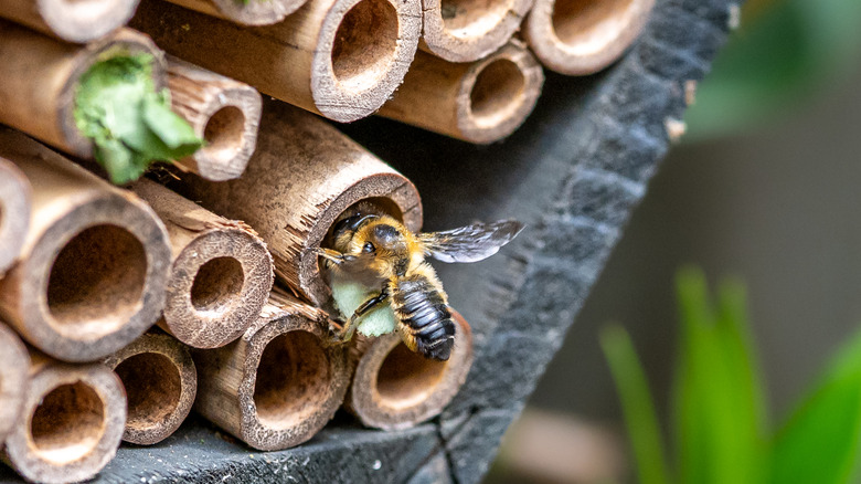 A bee flying into a hollow plant stem in a bee hotel